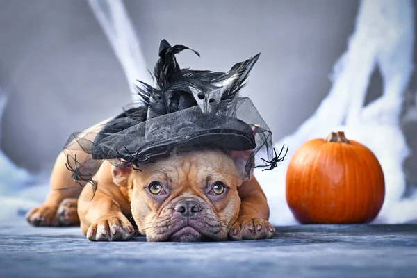 Red Fawn French Bulldog Uppklädd Med Halloween Häxa Hatt Framför — Stockfoto