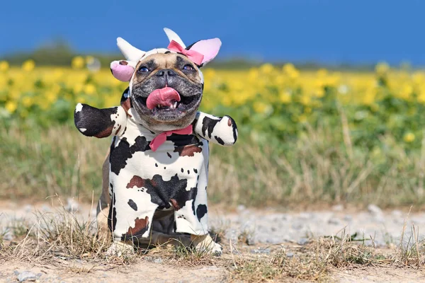 Lächelnde Französische Bulldogge Einem Lustigen Ganzkörper Halloween Kuh Kostüm Mit — Stockfoto