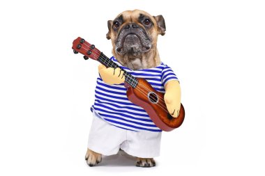 Fransız Bulldog gitarist kostümü giymiş çizgili gömlek, pantolon ve sahte kollarla beyaz arka planda izole edilmiş gitar tutuyor.