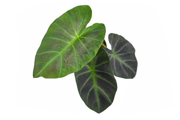 Tropical Colocasia Esculenta Aloha Illustris Garden Або Кімнатна Рослина Темно — стокове фото