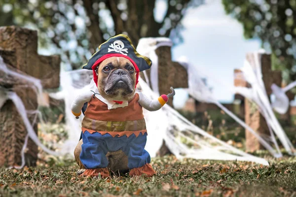 French Bulldog Hund Bär Pirat Halloween Kostym Med Hatt Och — Stockfoto