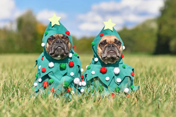 Pair of French Bulldog dogs wearing funny Christmas tree costumes with baubles and stars sitting together on grass