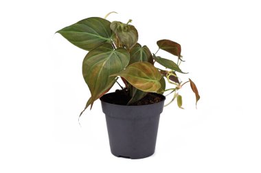 Tropikal 'Philodendron Hederaceum' ev bitkisi Micans kalp şeklinde yapraklar kadife desenli beyaz arka planda çiçek saksısı