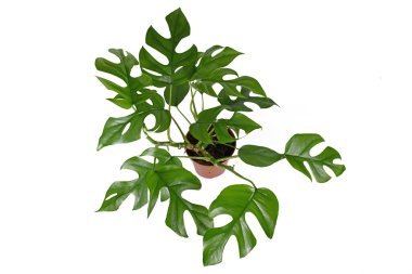Beyaz arka planda 'Monstera Minima' ya da 'Piccolo' olarak da adlandırılan delikleri olan küçük yapraklı 'Rhaphidophora Tetrasperma' ev bitkisi