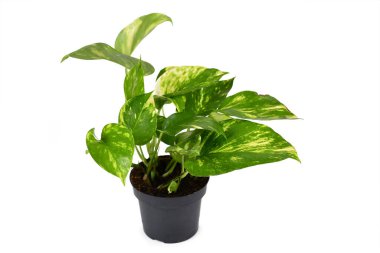 Tam tropikal 'Epipremnum Aureum Golden Pothos' ev bitkisi çiçek saksısında beyaz arka planda izole edilmiş.