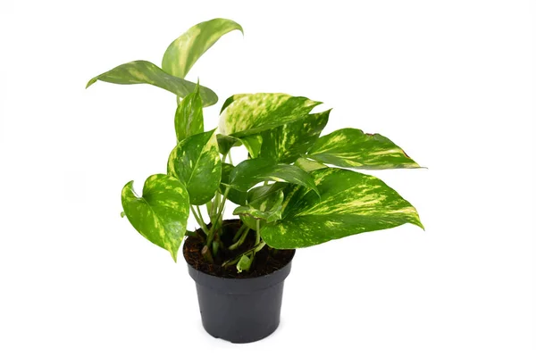 Planta Tropical Completa Epipremnum Aureum Golden Pothos Vaso Flores Isolado — Fotografia de Stock