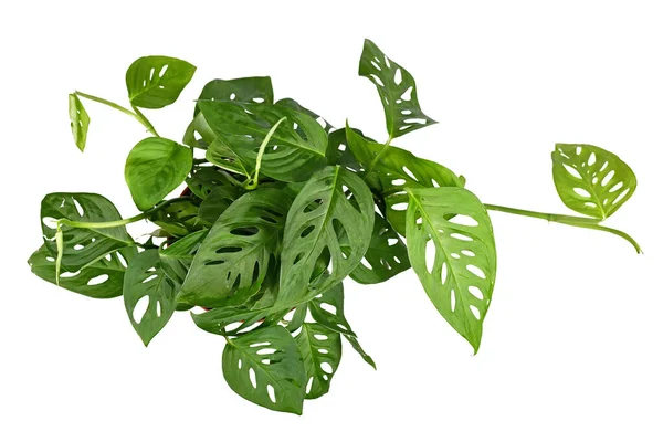 Bovenaanzicht Van Tropische Monstera Acuminata Zwitserse Wijnstok Witte Achtergrond Geïsoleerd — Stockfoto