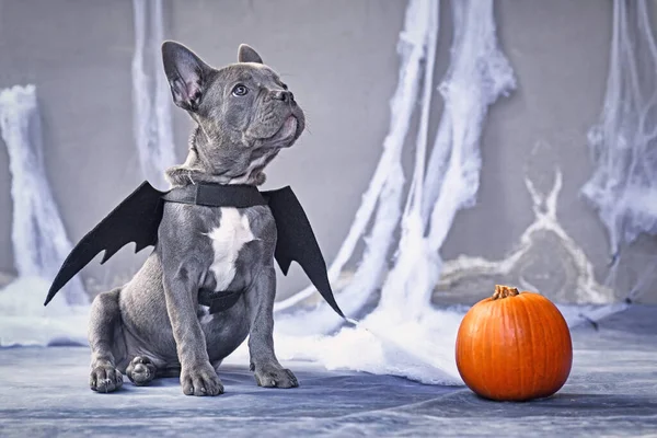 法国斗牛犬 身穿蝙蝠装束的翅膀 坐在南瓜旁边 灰色背景的前面 有着令人生畏的蜘蛛网 — 图库照片