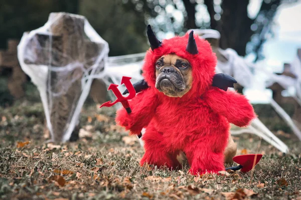 Zabawny Francuski Buldog Czerwonym Kostiumie Halloween Devil Sztucznymi Ramionami Trzymającymi — Zdjęcie stockowe