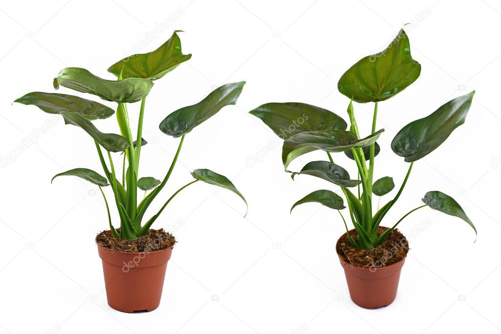 Different side views of full 'Alocasia Cucullata' or 'Elephant Ear' tropical houseplant in flower pot on white background
