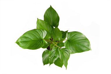 Çiçek saksısındaki tropikal 'Homalomena Rubescens Maggy' ev bitkisinin beyaz arka planda izole edilmiş hali