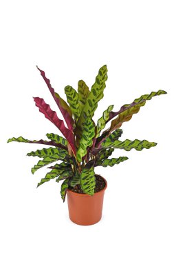 Tam tropikal 'Calathea Lancifolia' bitkisi, aynı zamanda 'Çıngıraklı Yılan Bitkisi' olarak da bilinir.