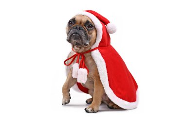 Kırmızı Noel Baba pelerini giyen Fransız Bulldog beyaz arka planda izole edilmiş.