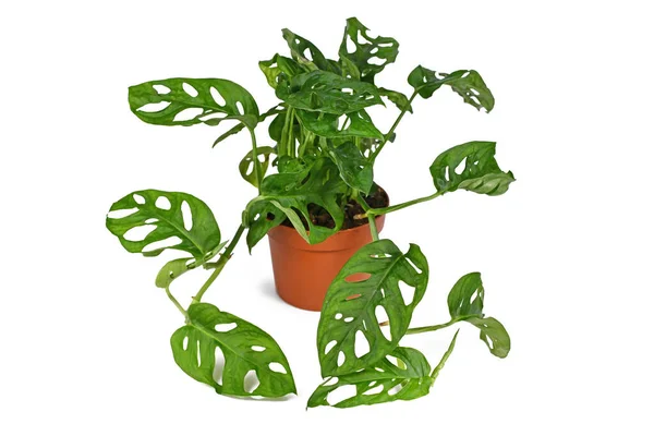 Volle Tropische Monstera Adansonii Oder Monstera Monkey Mask Weinhauspflanze Blumentopf — Stockfoto