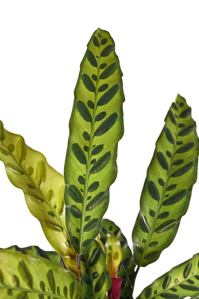 熱帯の Calatha Lancifolia の葉の閉鎖植物 Rattlesnake Plant と呼ばれる白い背景に隔離されたエキゾチックなドットパターン — ストック写真