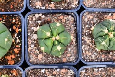 Küçük 'Gymnocalycium Horstii' kaktüs bitkilerinin siyah kare çiçek saksıları manzarası