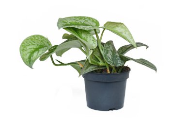 Egzotik 'Scindapsus Pictus Exotica' veya 'Satin Pothos' ev bitkisi kadife desenli ve beyaz arka planda çiçek saksısında gümüş leke desenli