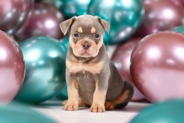 Altı haftalık sağlıklı leylak, turuncu, kahverengi Fransız Bulldog köpeğinin arka planda renkli balonları var.