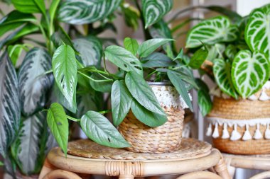 Tropik 'Epipremnum Pinnatum Cebu Blue' bitkisi oturma odasındaki kentsel ormanda diğer çiçeklerle birlikte gümüş-mavi yapraklı.