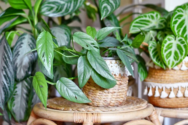 Tropik 'Epipremnum Pinnatum Cebu Blue' bitkisi oturma odasındaki kentsel ormanda diğer çiçeklerle birlikte gümüş-mavi yapraklı.