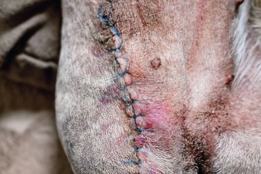 İyileşme sürecinde kopmuş köpek bacağındaki dikişleri kapatın. Ameliyat sonrası, uzuv kesme ameliyatından sonra. Kemik tümörü olan köpek.