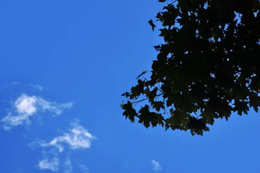 Ağaç yapraklarının silueti mavi gökyüzüne karşı birkaç beyaz bulutla