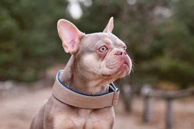 Tatlı Yeni Gölge Isabella 'nın portresi. Turuncu taba rengi Fransız Bulldog ve geniş köpek tasması.