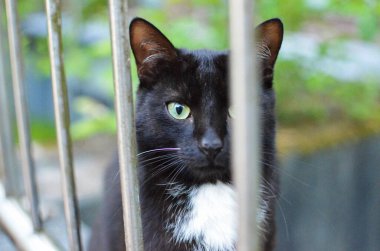 Schwarze Kartze Zaun 'u engelliyor