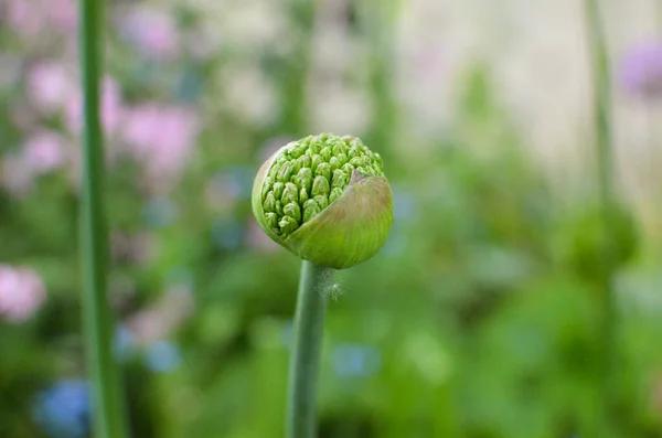 Blumen Knospe Der Bluete — Φωτογραφία Αρχείου