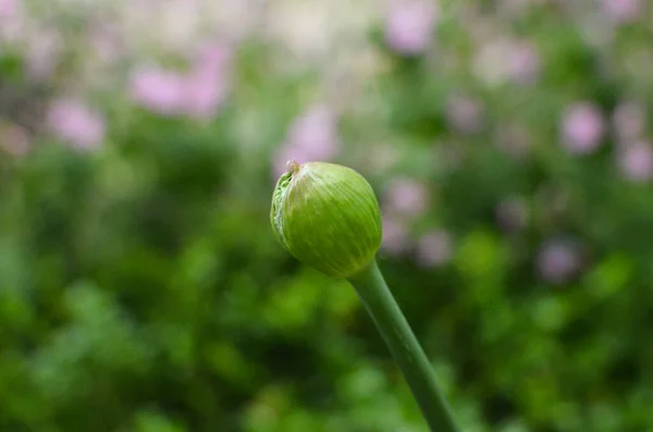 Blumen Knospe noch geschlossen