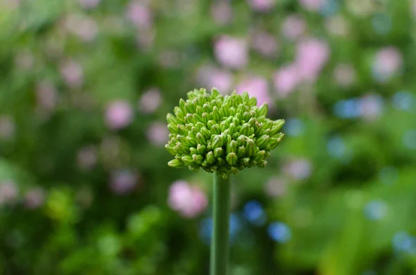 Blumen Knospe Der Bluete — Stock Photo, Image