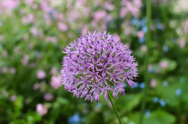 Blume in voller Bluete