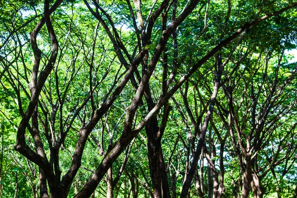 Árboles Verdes Fondo Bosque — Foto de Stock