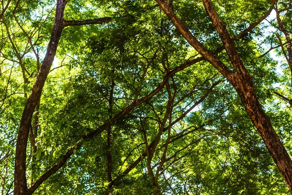 Árboles Verdes Fondo Bosque — Foto de Stock