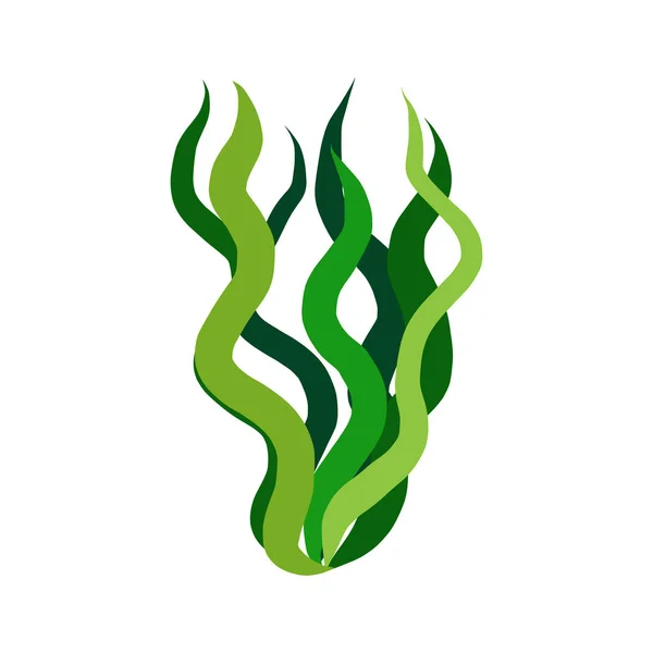 Algues Vertes Illustration Isolée Sur Fond Blanc — Image vectorielle