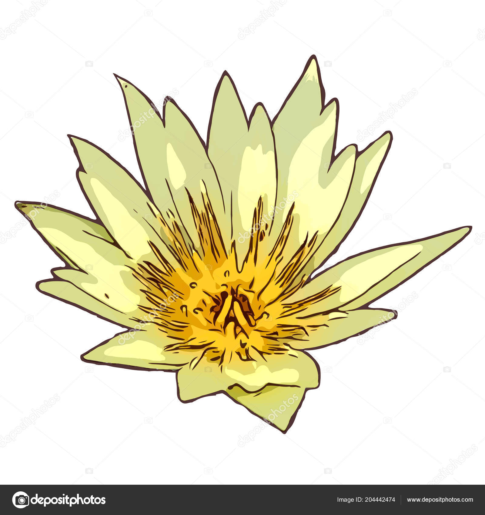 Main Dessin Nénuphar Fleur Lotus Image Vectorielle Madozi