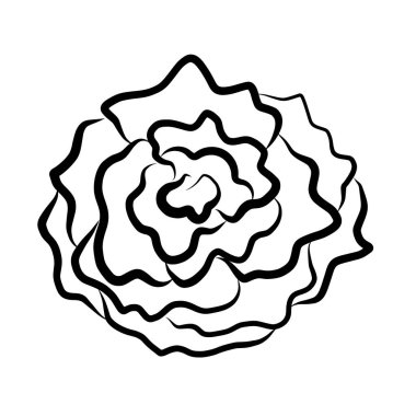 Beyaz zemin üzerine gül izole illüstrasyon kroki çizim