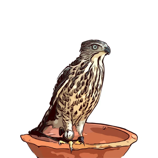 Zeichnung Falke Isoliert Auf Weißem Hintergrund — Stockvektor