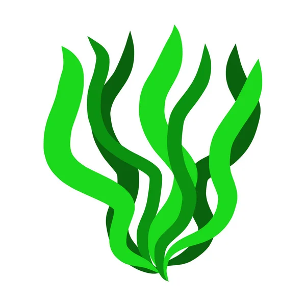 Algues Vertes Illustration Isolée Sur Fond Blanc — Image vectorielle