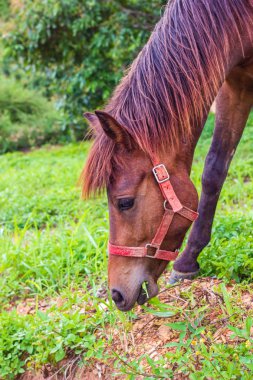at çiftliğinde çim yeme