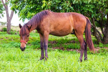 at çiftliğinde çim yeme
