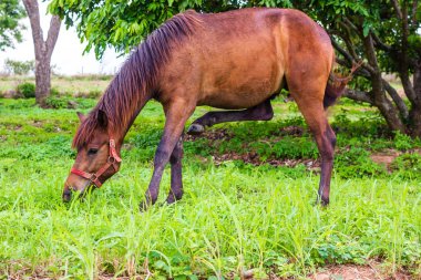 sol ayağını kaldırma at