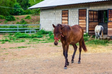Bir çiftlikte yürüyüş atlar