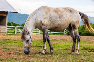 at çiftliğinde çim yeme