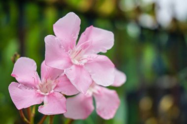 pembe nerium oleander çiçek