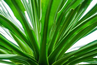 Parlak yeşil yaprakları ile çiğ beyaz arka plan üzerinde izole