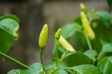 bir ağaç büyüyen yeşil sıcak biber biber