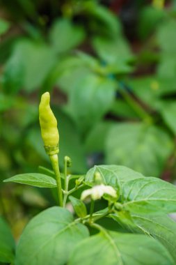 bir ağaç büyüyen yeşil sıcak biber biber