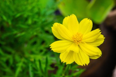 Sarı çiçek güneşli bahçede