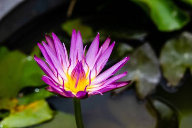 gölet üzerinde çiçek açan Menekşe nilüfer veya lotus çiçek